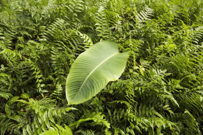 Leaf sitting on bed of ferns