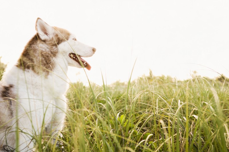Dog panting in tall grass