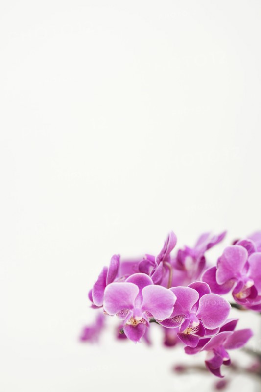 Close up of purple orchids
