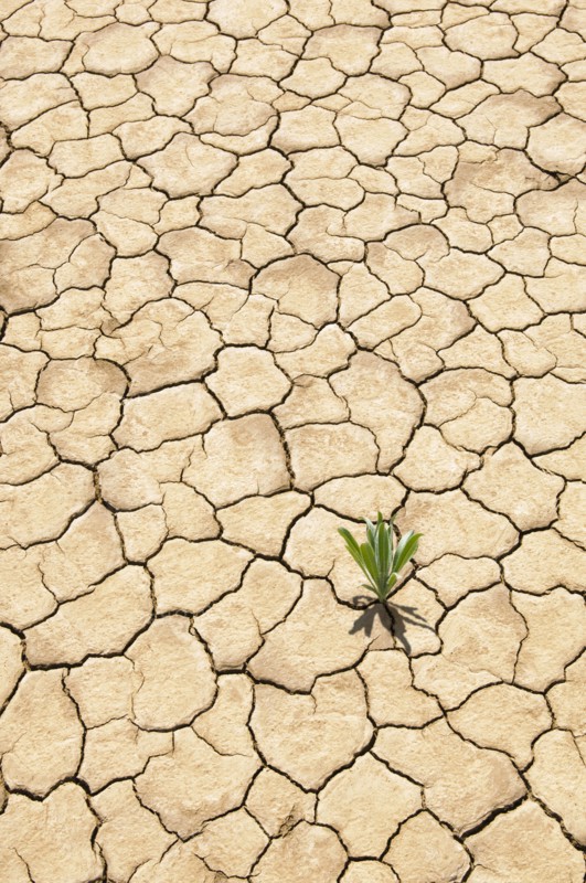 Green plant growing from cracked dry soil
