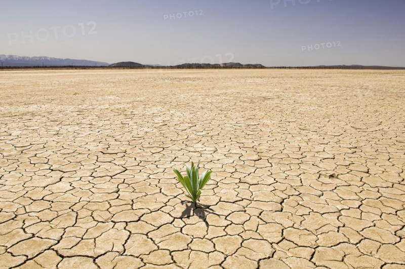 Green plant growing from cracked dry soil in desert landscape
