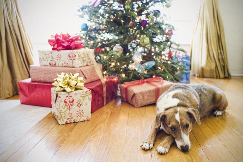 Dog laying by presents under Christmas tree