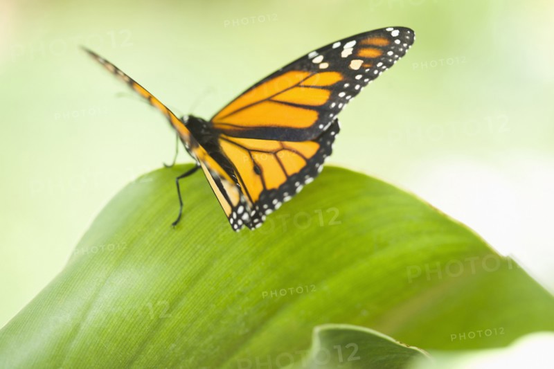 Close up of butterfly standing on leaf