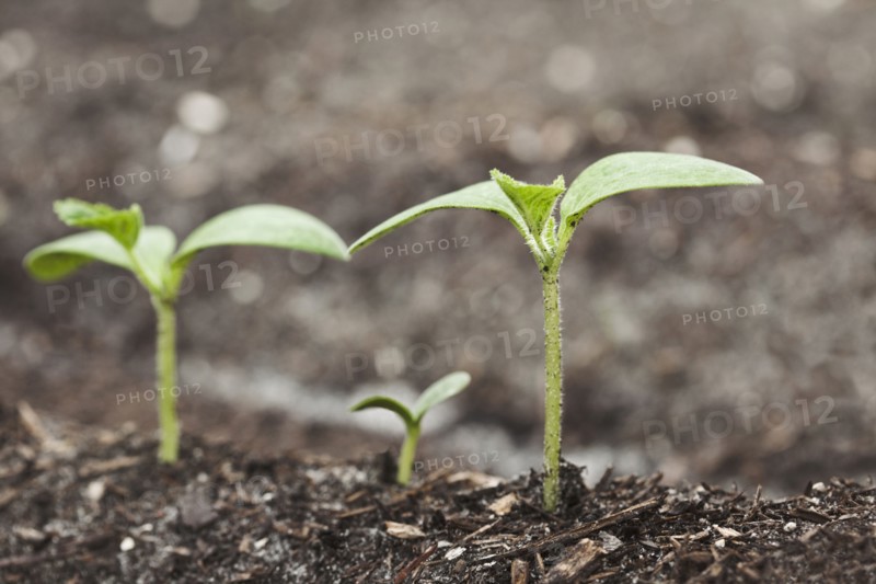 Close up of seedlings growing in dirt
