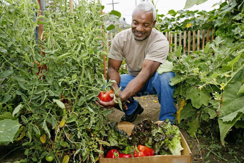 Black man gathering vegetables in community garden
