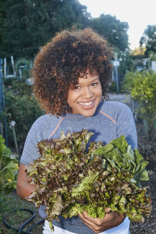 Mixed race woman picking lettuce in garden
