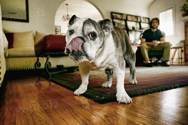 Dog licking his lips in living room