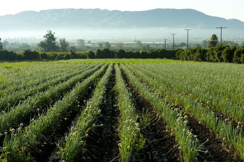 Onions growing in field