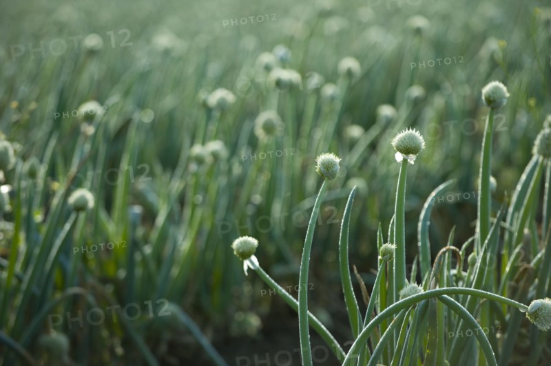 Onions growing in field