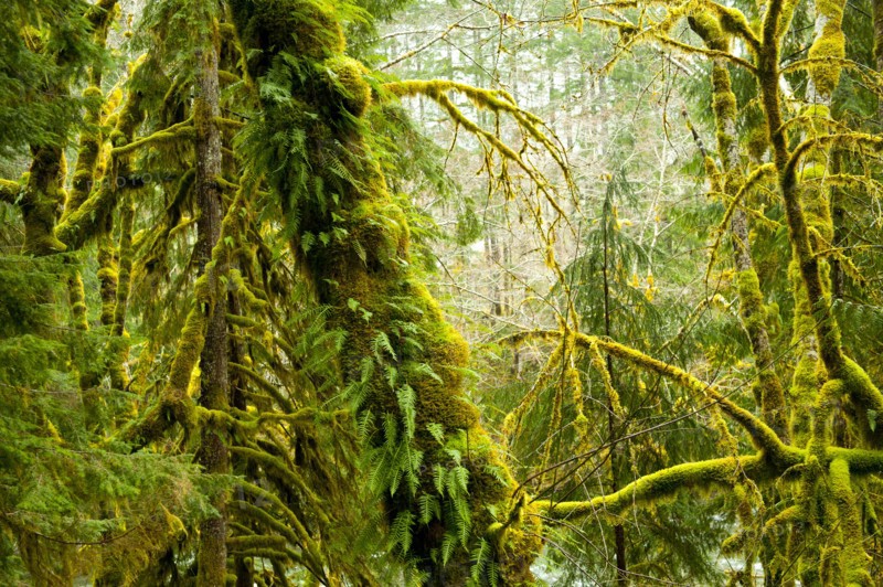 Moss growing on forest trees