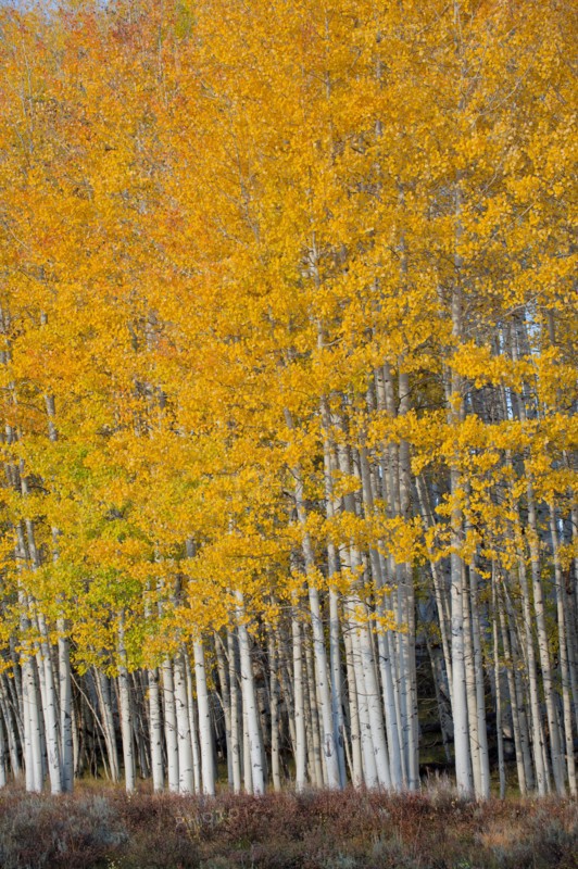 Yellow trees in rural landscape