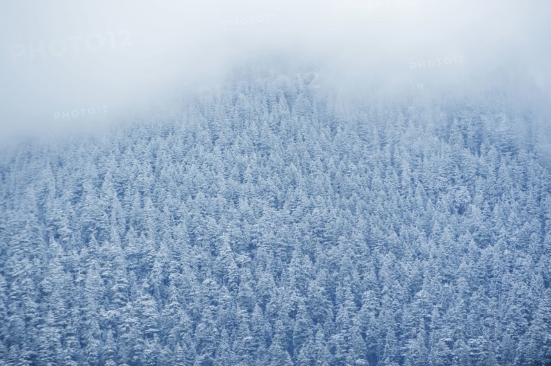 Aerial view of snowy trees