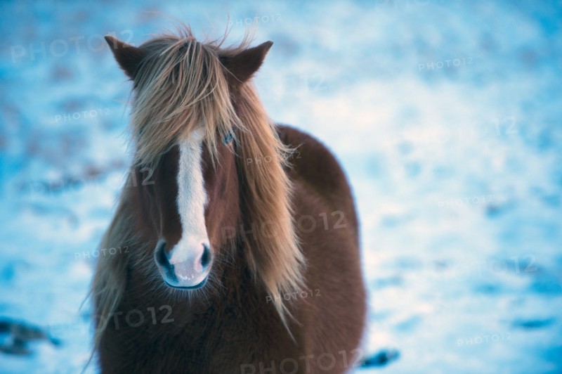 Horse standing in snowy field