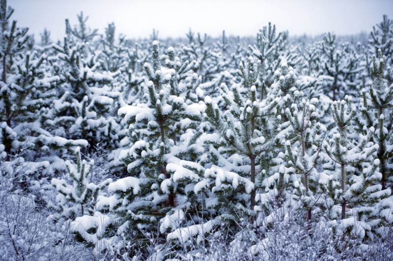 Snow covered trees in forest