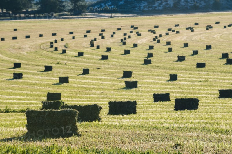 Hay bales in field in rural landscape