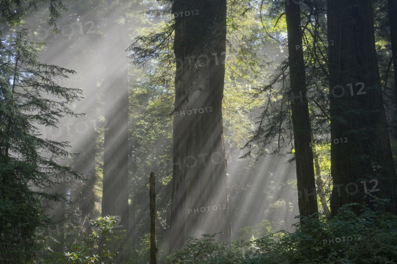 Sunbeams shining through trees in lush forest
