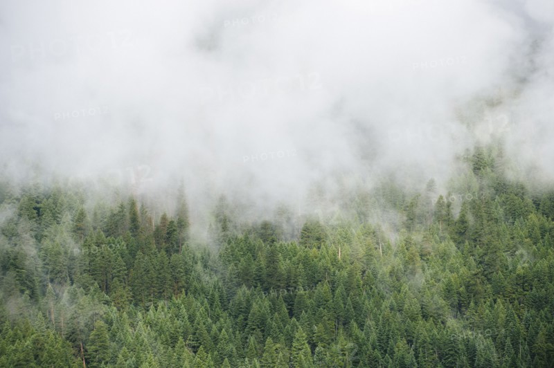 Fog over evergreen treetops in mountain forest
