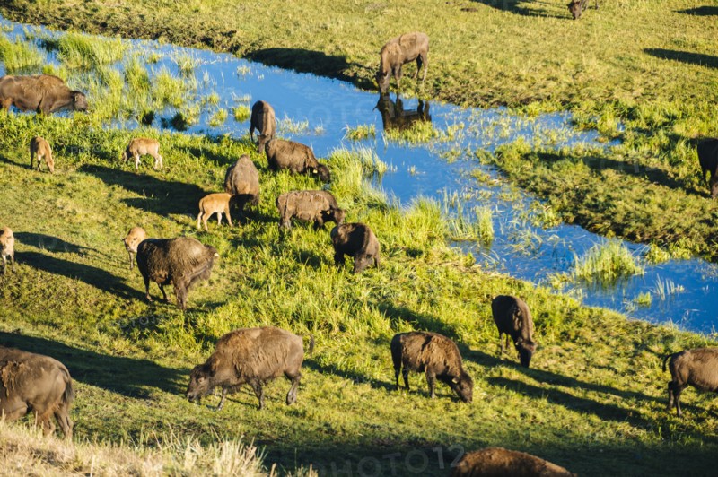 Buffalo herd grazing in grassy field near creek