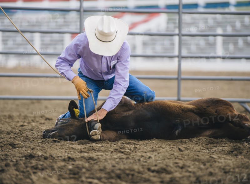 Caucasian cowboy tying cattle in rodeo