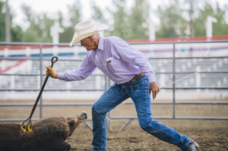 Caucasian cowboy branding cattle in rodeo