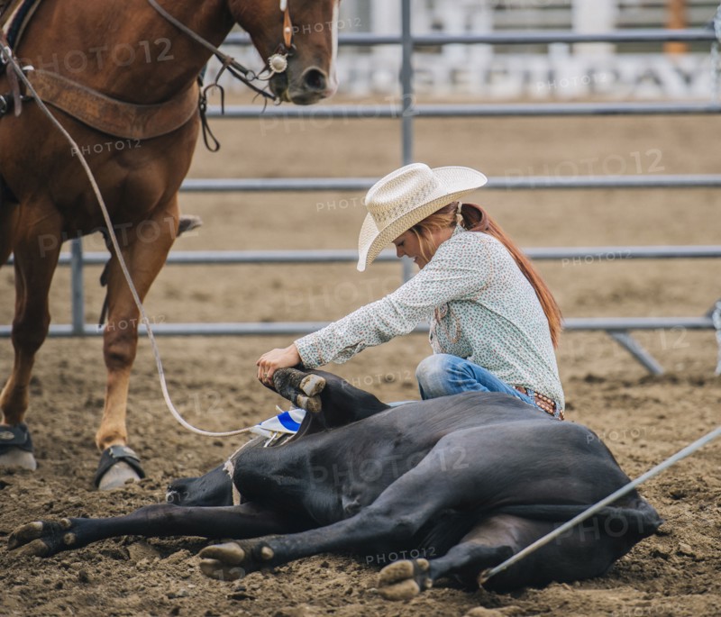 Caucasian cowgirl tying cattle in rodeo