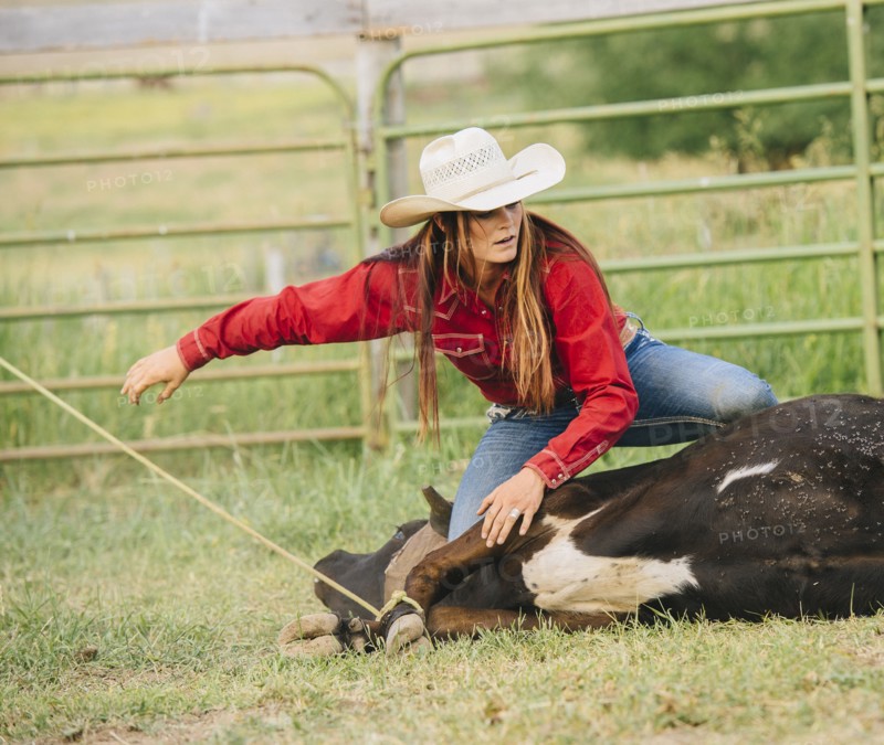 Caucasian cowgirl tying cattle on ranch