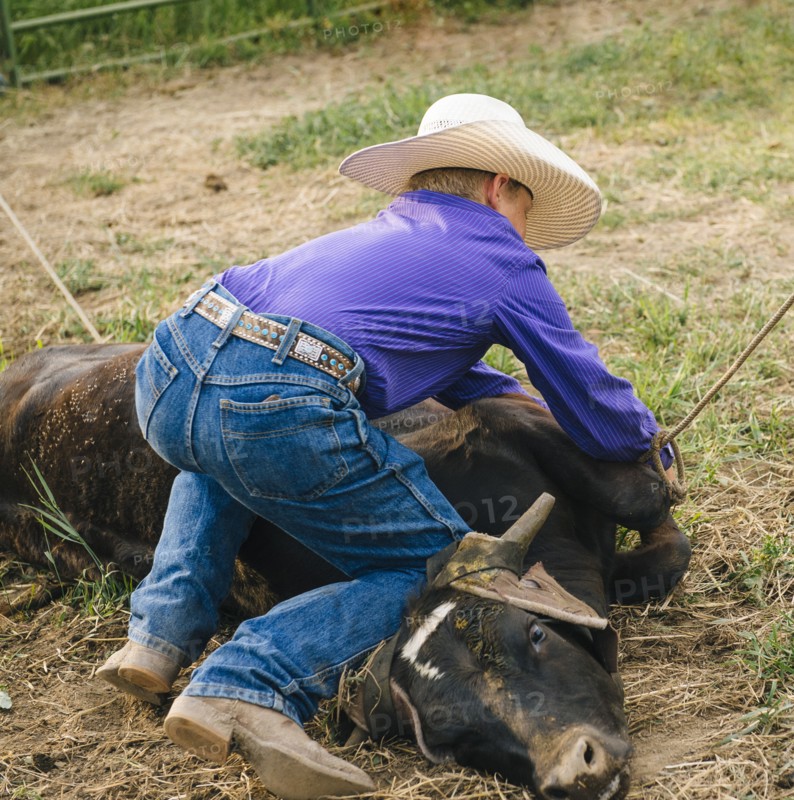 Cowboy tying cattle on ranch