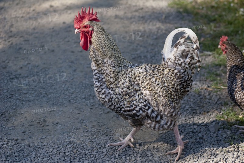 Chickens crossing the road