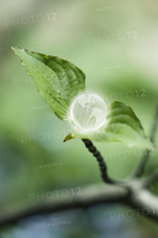 Glass globe resting on green leaf