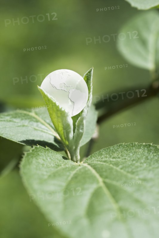 Glass globe resting on green leaf