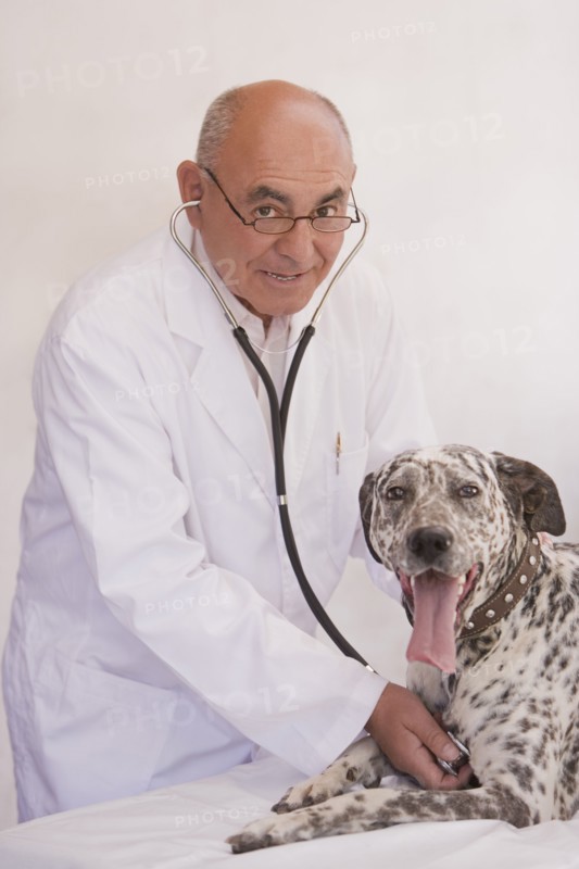 Veterinarian listening to dog's heartbeat
