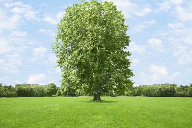 Tree growing in grassy field