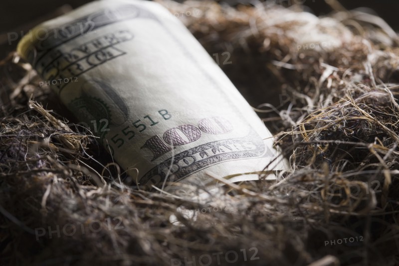 One hundred dollar bill in bird's nest