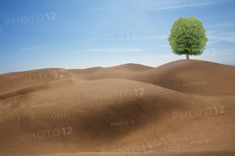 Tree growing in desert sand dunes
