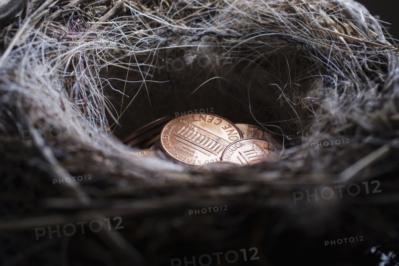 Pile of pennies in nest
