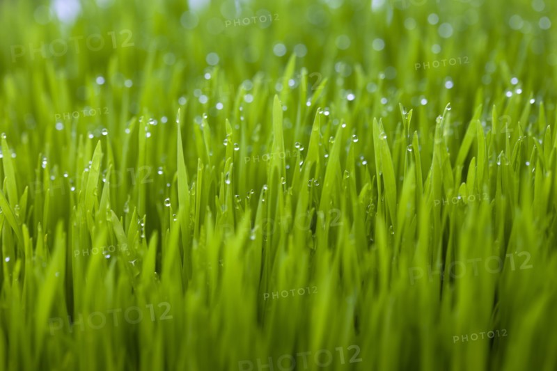 Close up of dew droplets on grass