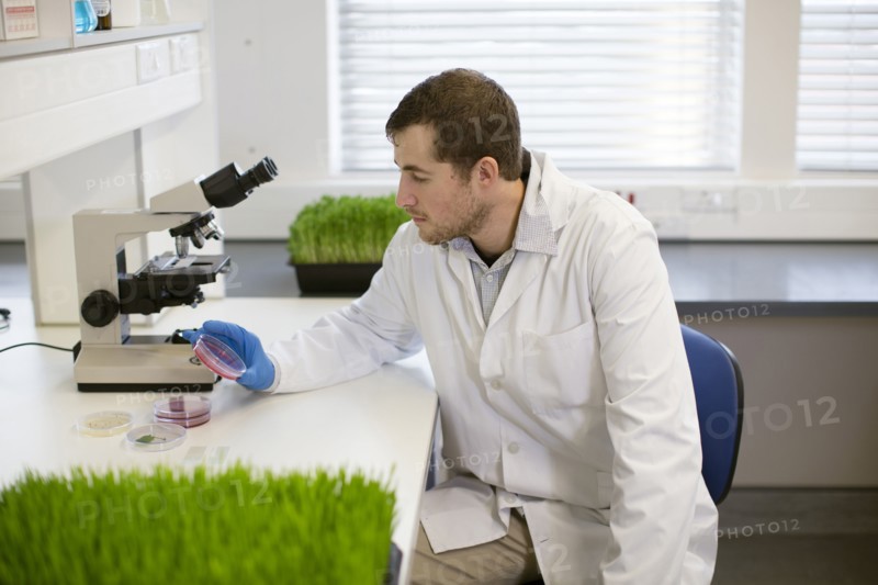 Caucasian scientist examining sample in laboratory