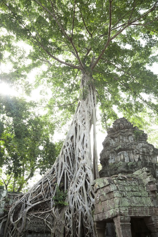 Ruins in Ta Prohm temple