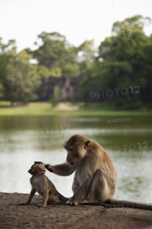 Monkeys sitting near river