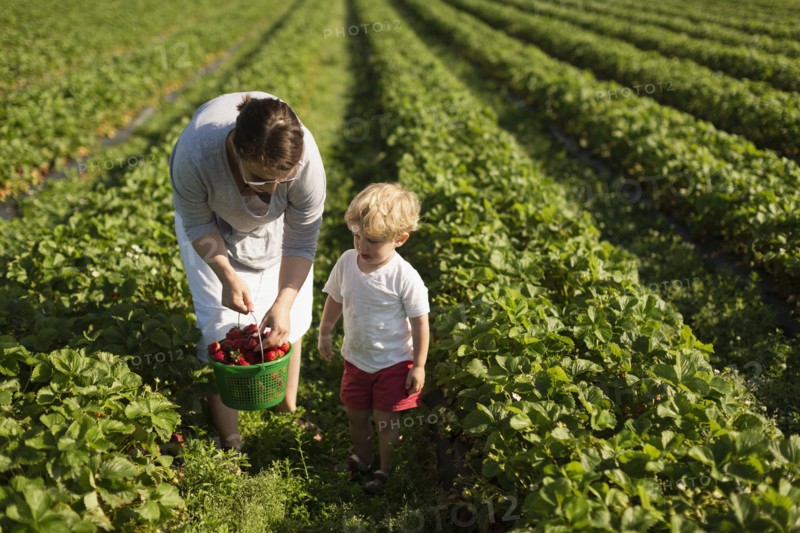 Mother and son picking strawberries in field