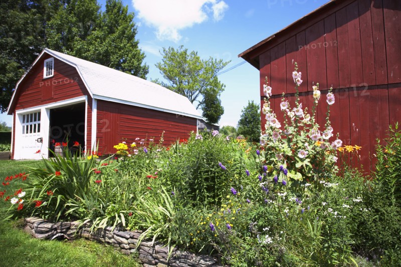 Flowerbeds growing outside barns