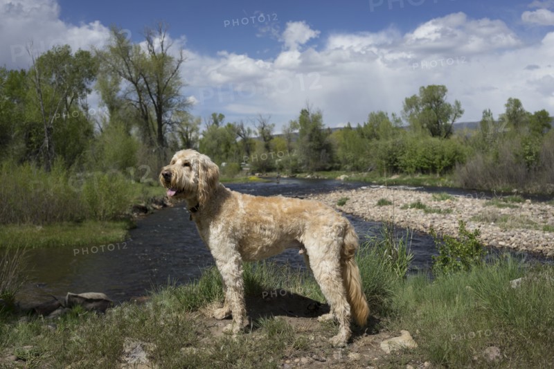 Dog exploring hilltop over remote river