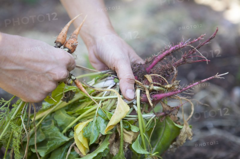 Caucasian woman holding fresh vegetables in garden