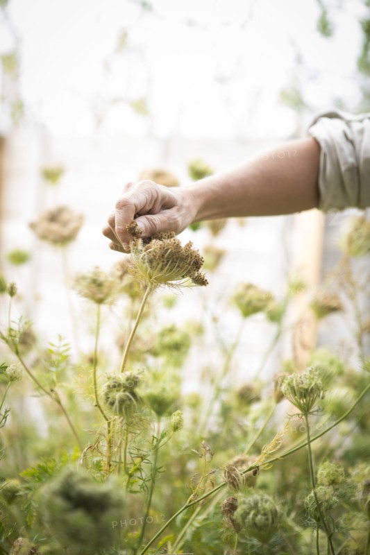 Caucasian woman harvesting flower seeds in garden