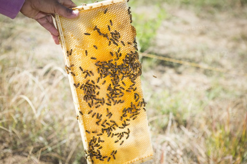 Close up of beekeeper holding hive in garden