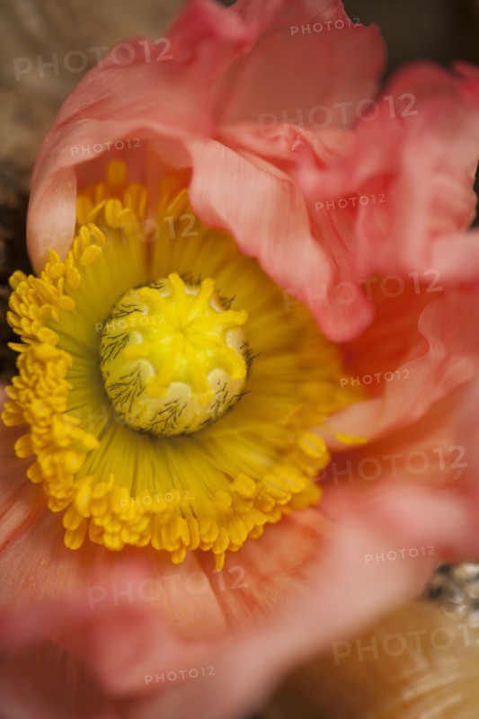 Close up of flower center and petals