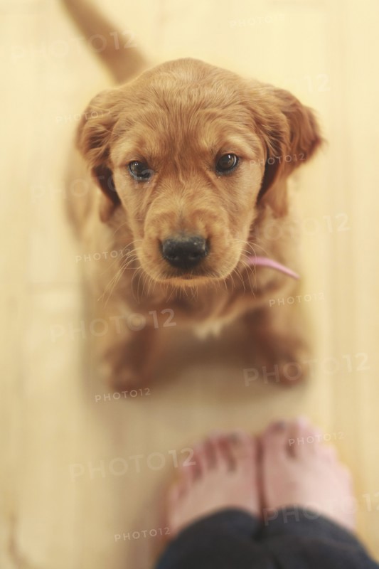 Caucasian girl standing with obedient puppy