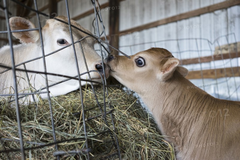 Calf and cow nuzzling through barn fence