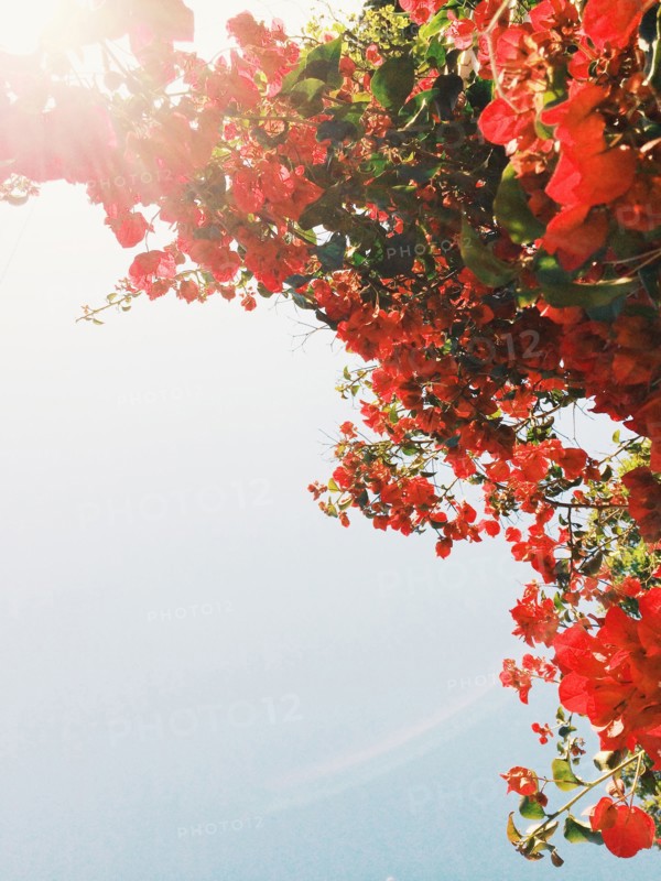 Low angle view of flowering tree branches