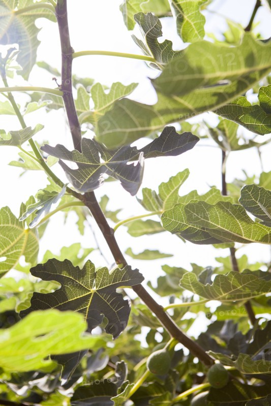 Low angle view of leaves on tree branches